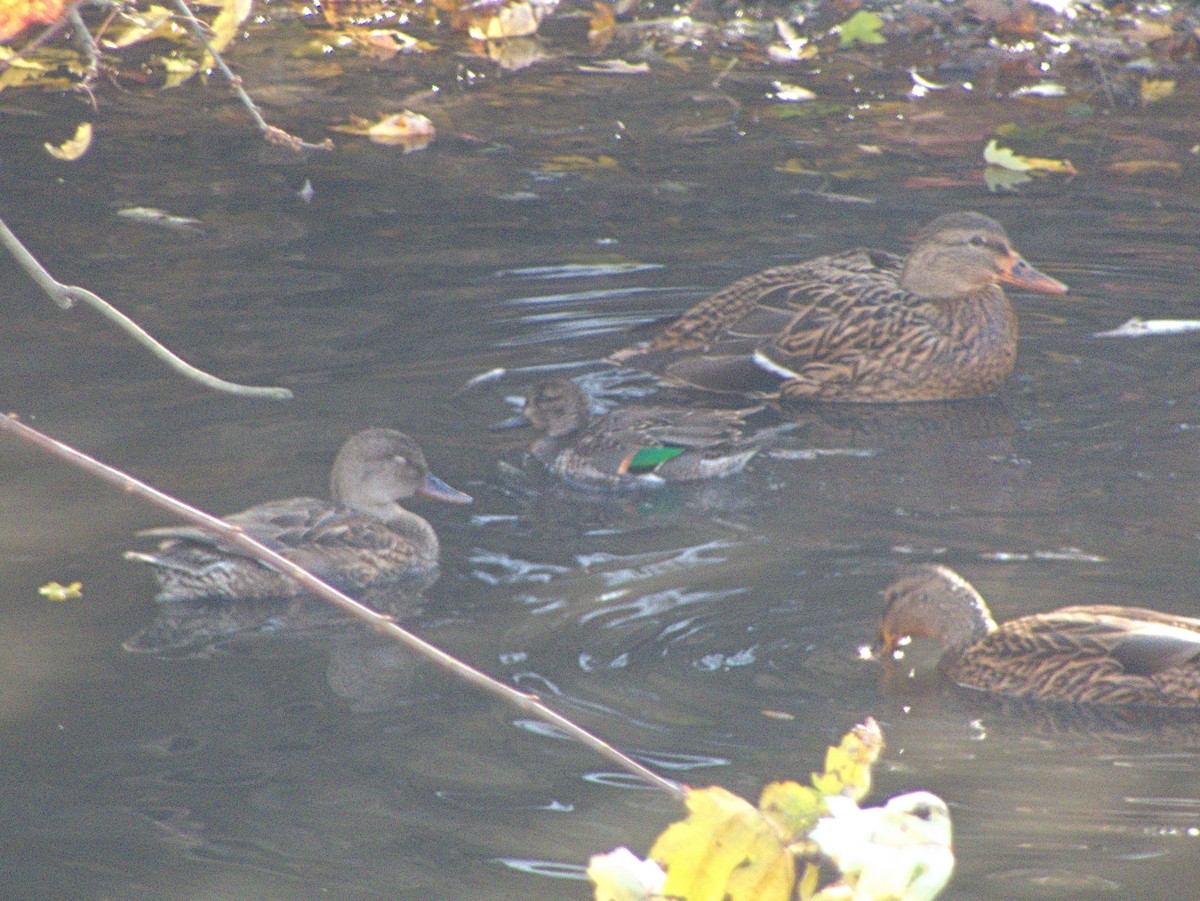 Gadwall - ML645111947