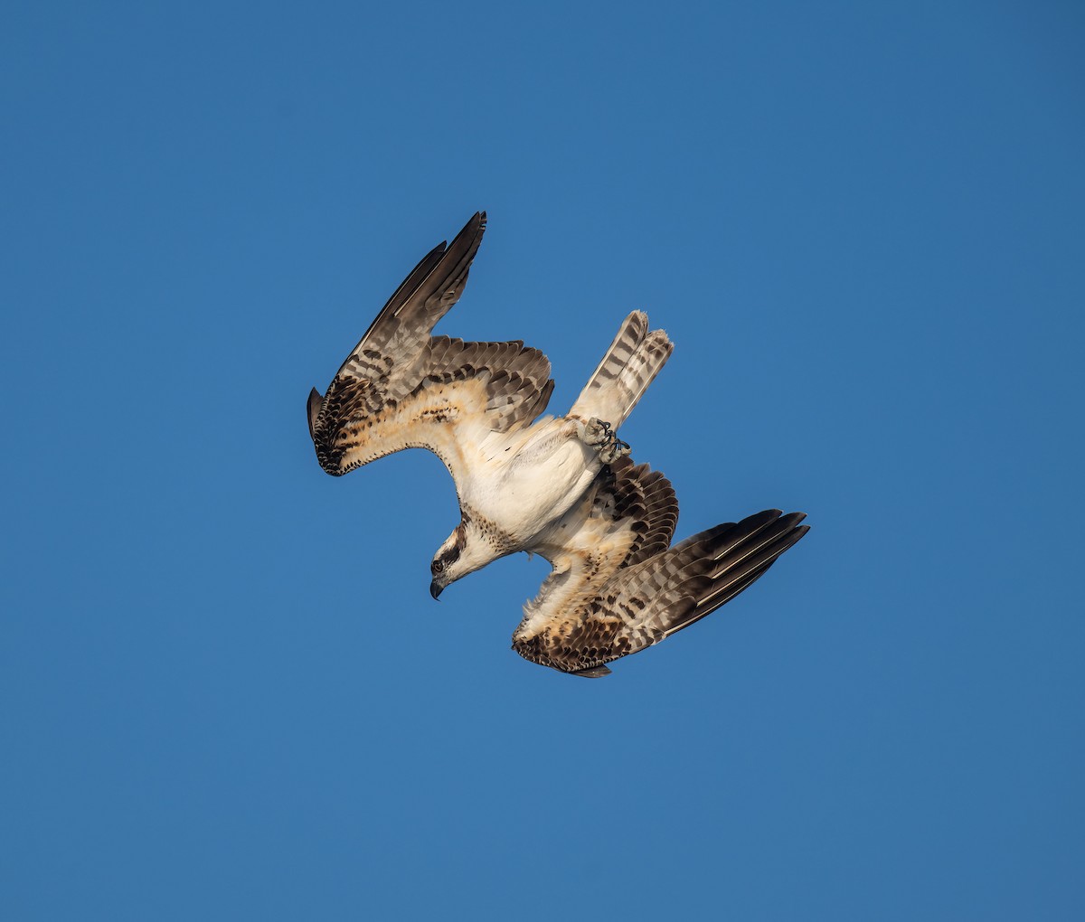 Osprey - ML645111948