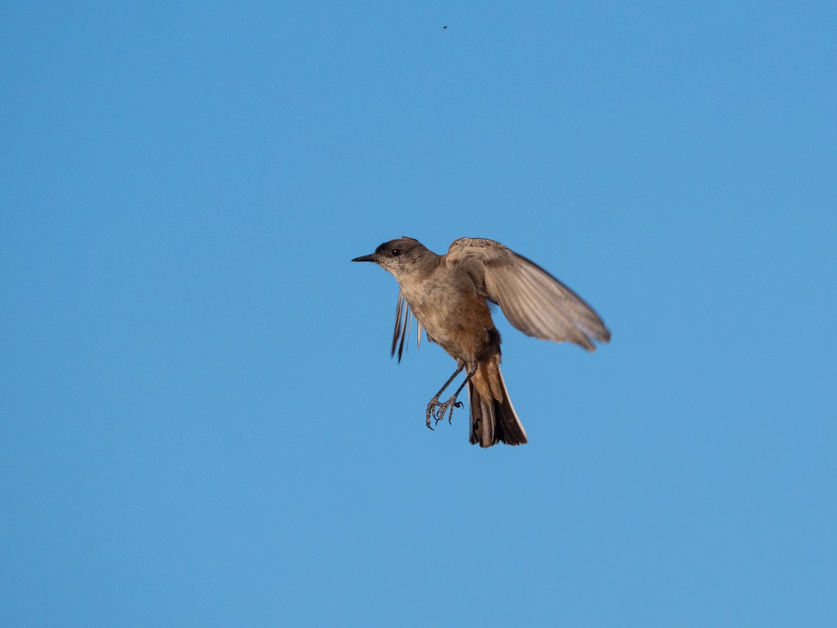 Dormilon à ventre roux - ML645111949
