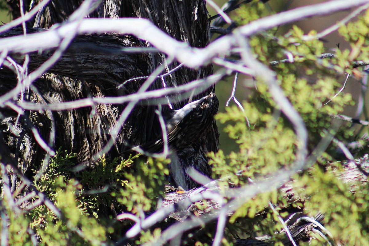 Brown Creeper - ML645111950