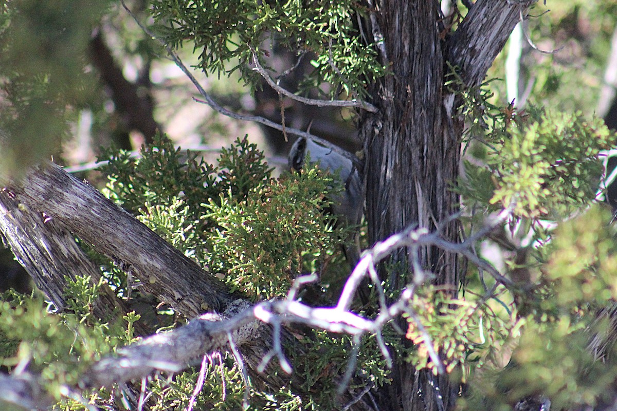 Brown Creeper - ML645111951