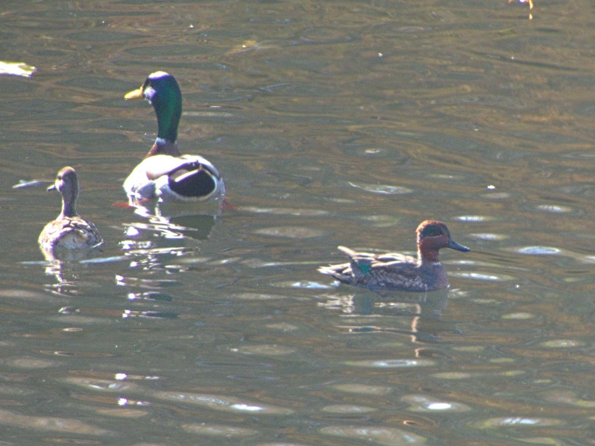 Green-winged Teal - ML645111960