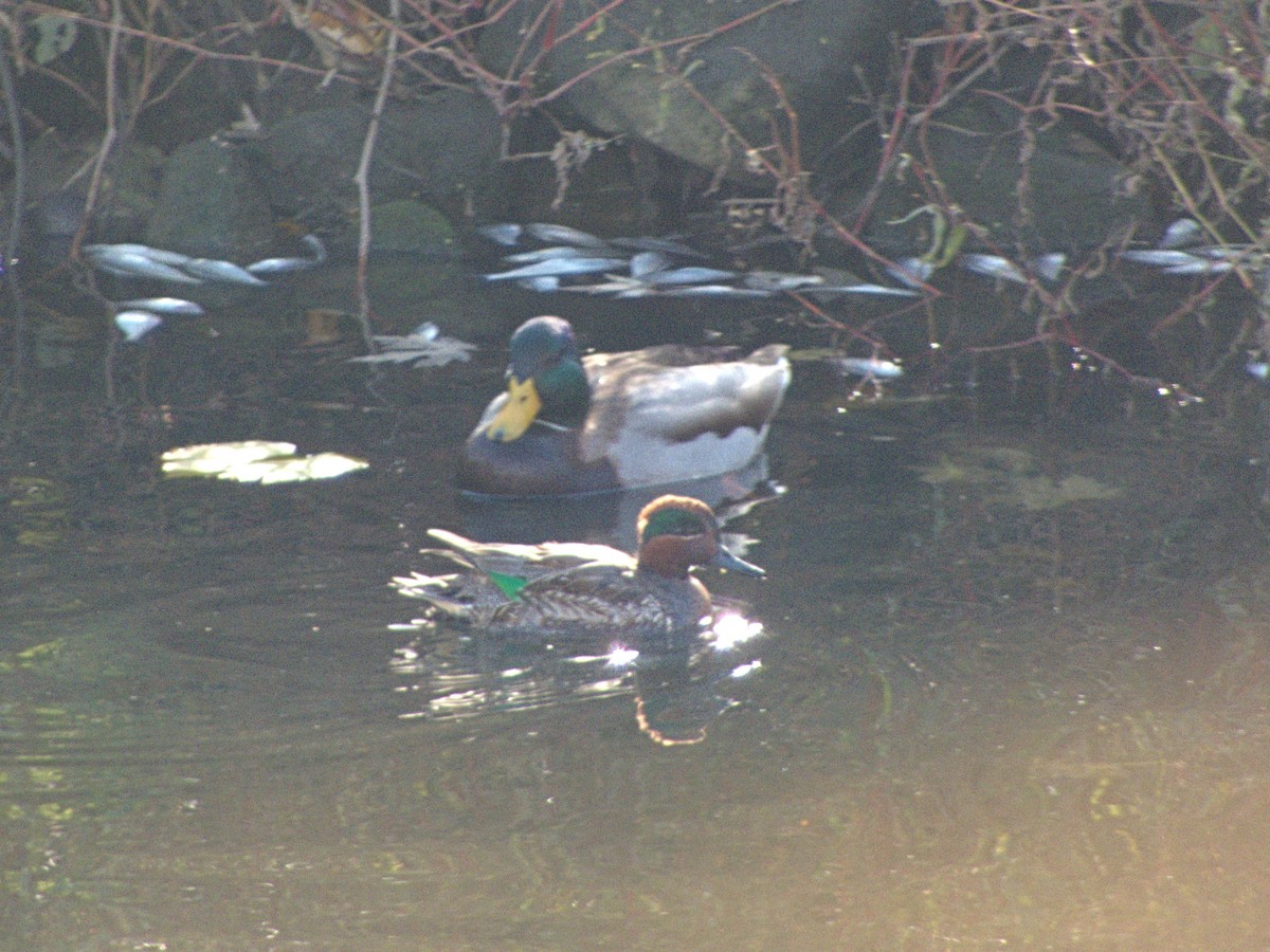 Green-winged Teal - ML645111961