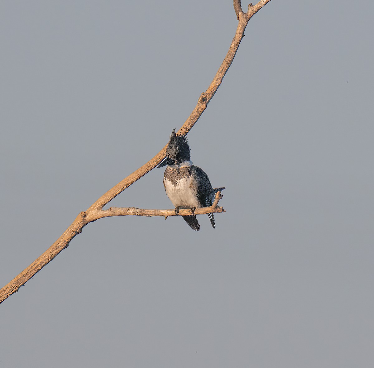 Belted Kingfisher - ML645111963