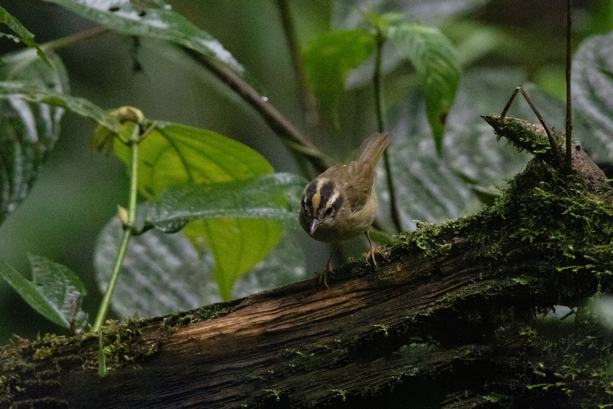 Коронник смугастоголовий - ML645111970