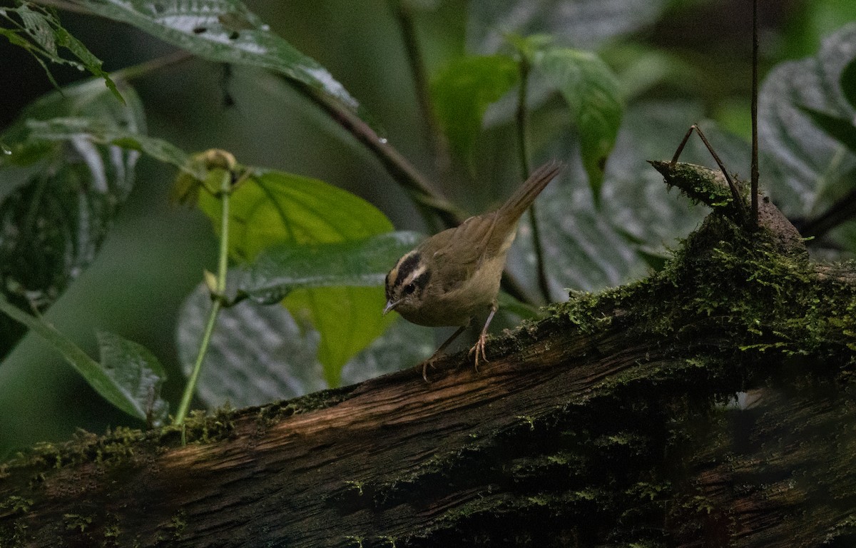 Коронник смугастоголовий - ML645111972
