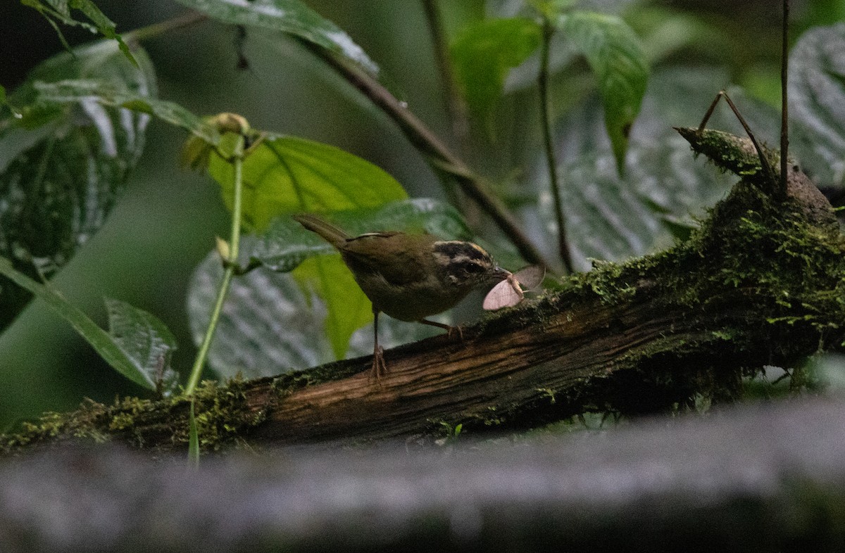 Коронник смугастоголовий - ML645111973