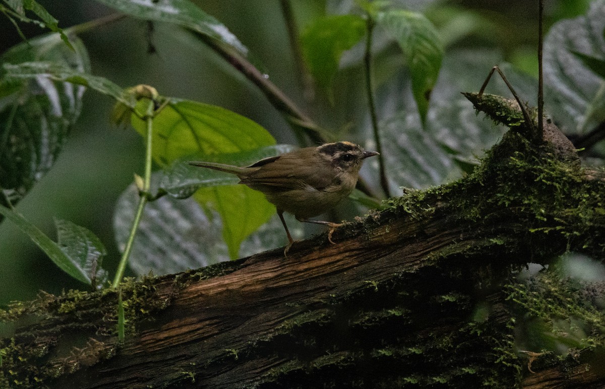 Коронник смугастоголовий - ML645111974