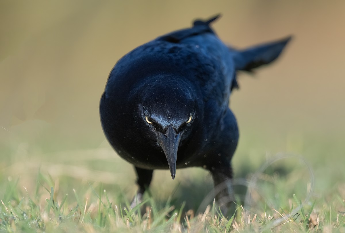 Great-tailed Grackle - ML645111986