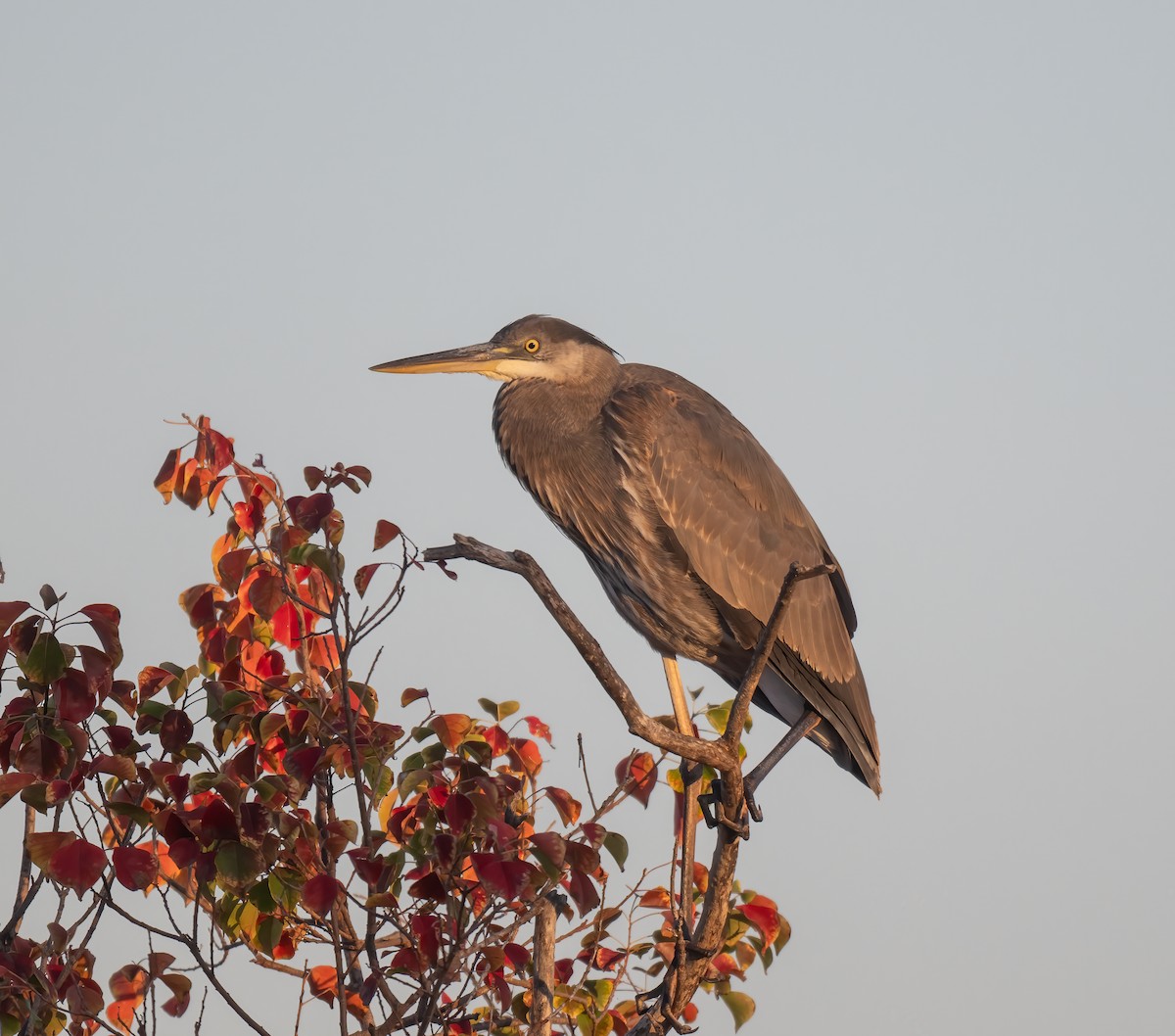 Great Blue Heron (Great Blue) - ML645111991