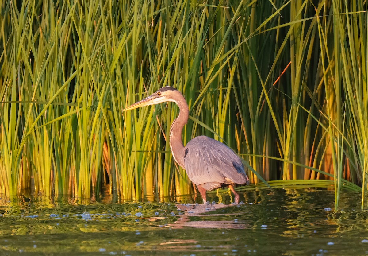 Great Blue Heron (Great Blue) - ML645111992