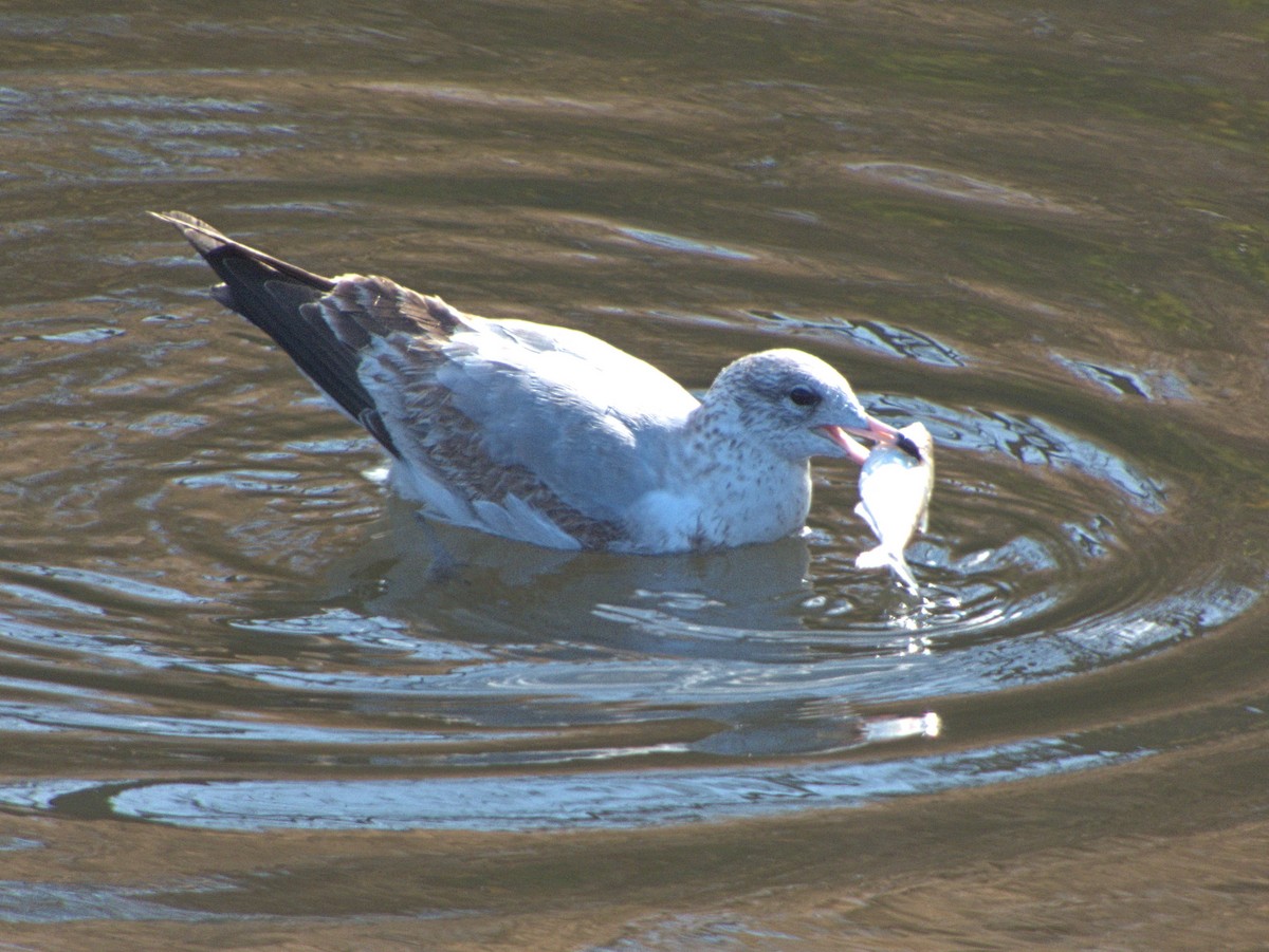 Ring-billed Gull - ML645111997