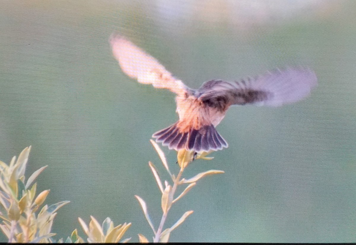 European Stonechat - ML645111998