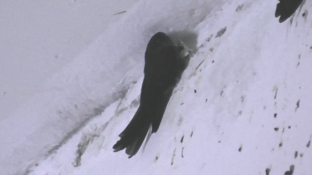 Plume-toed Swiftlet - ML645111999