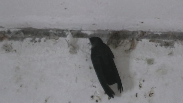 Plume-toed Swiftlet - ML645112000