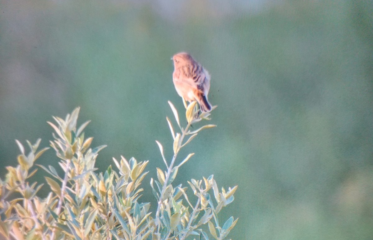 European Stonechat - ML645112007