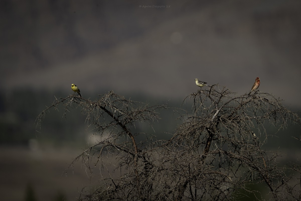 Common Rosefinch - ML645112010