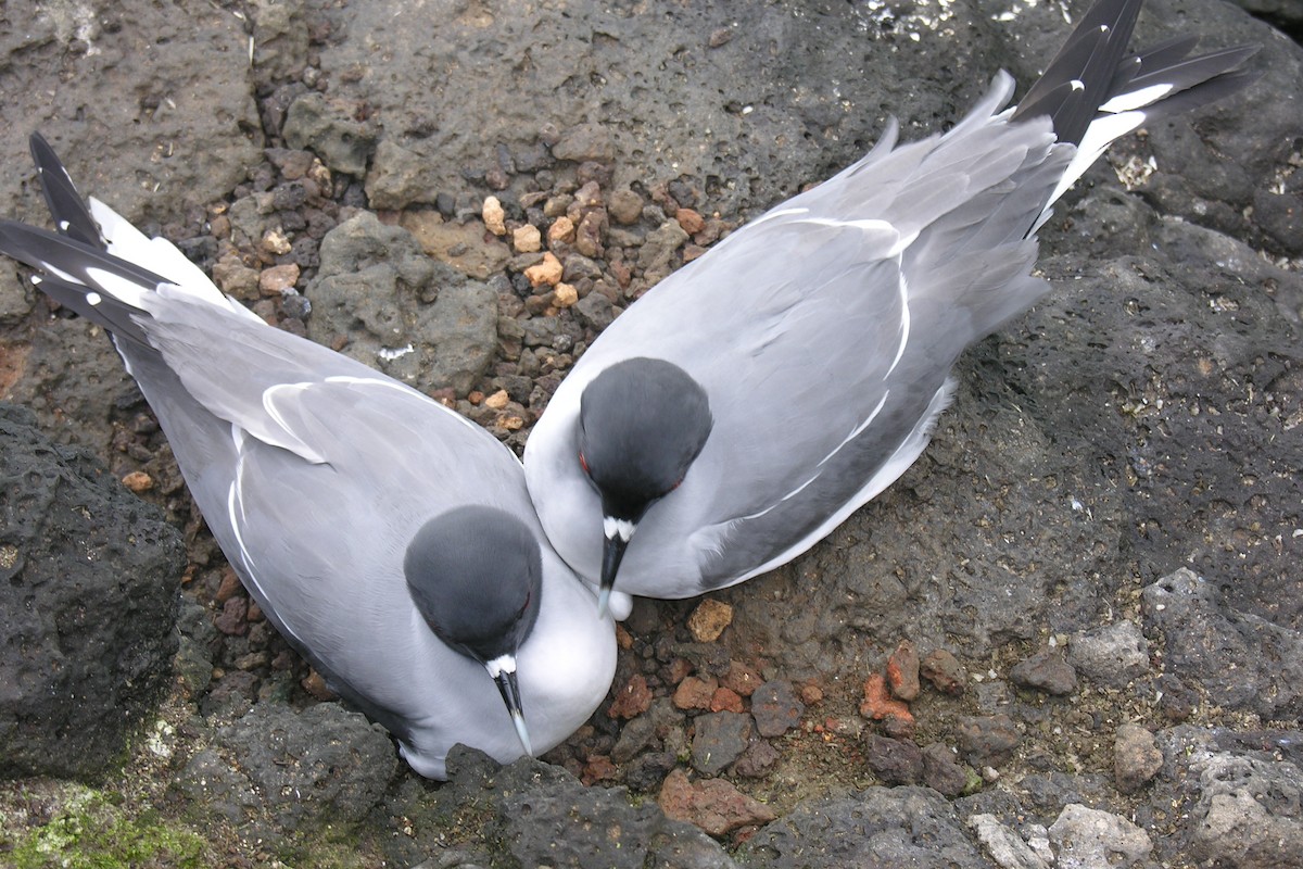 Swallow-tailed Gull - ML645112012