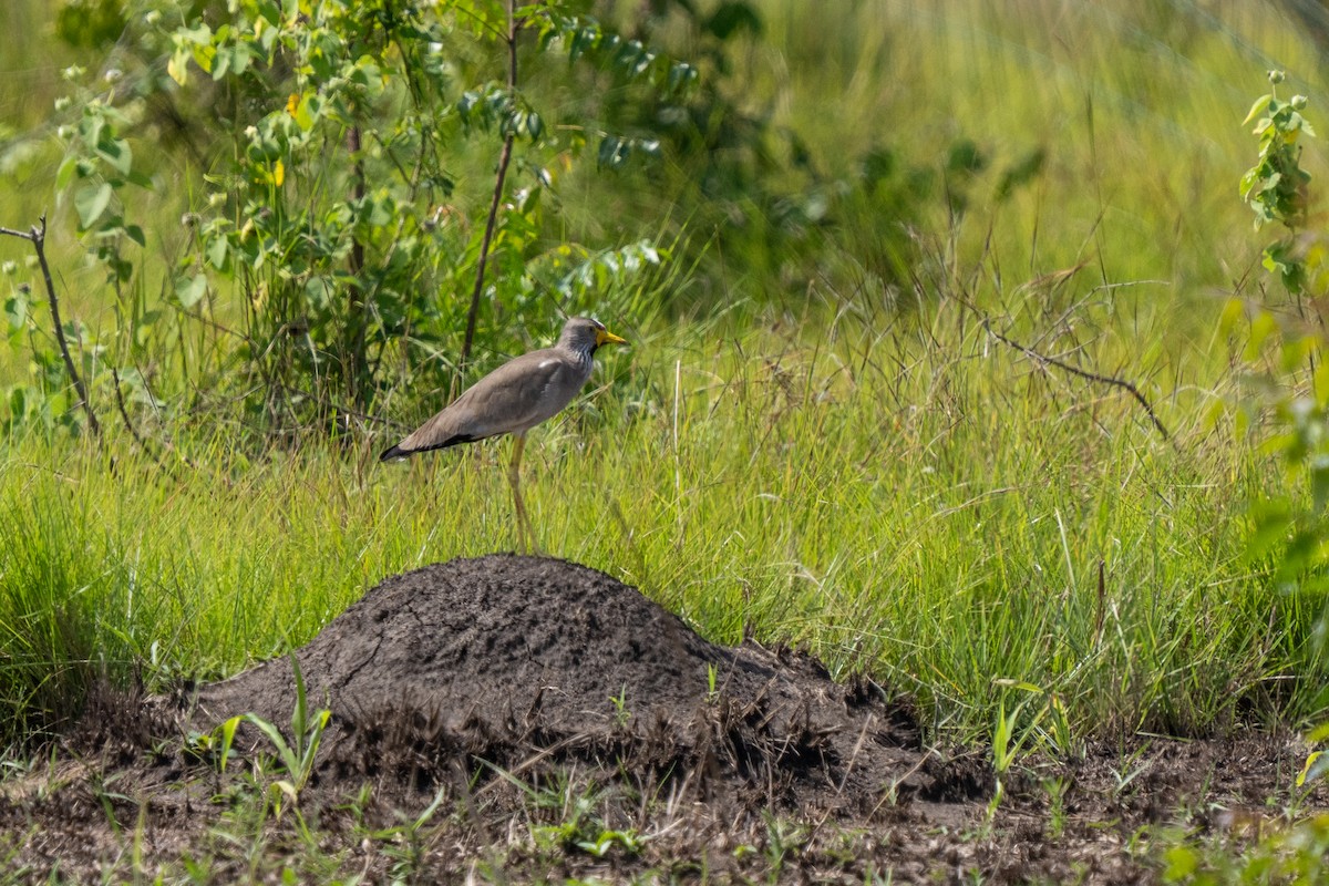 Wattled Lapwing - ML645112020