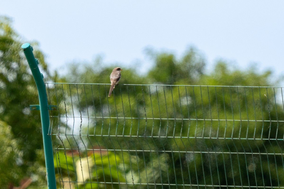 Yellow-billed Shrike - ML645112027
