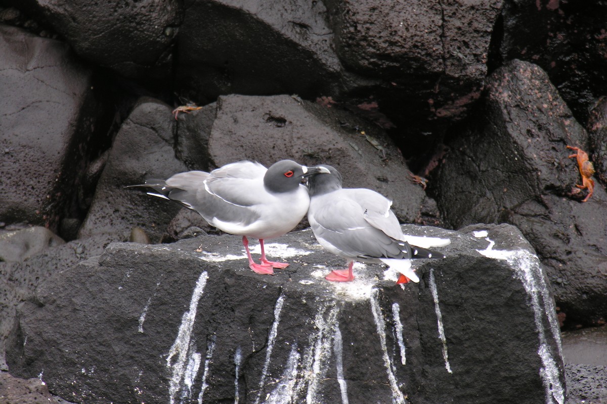 Swallow-tailed Gull - ML645112028