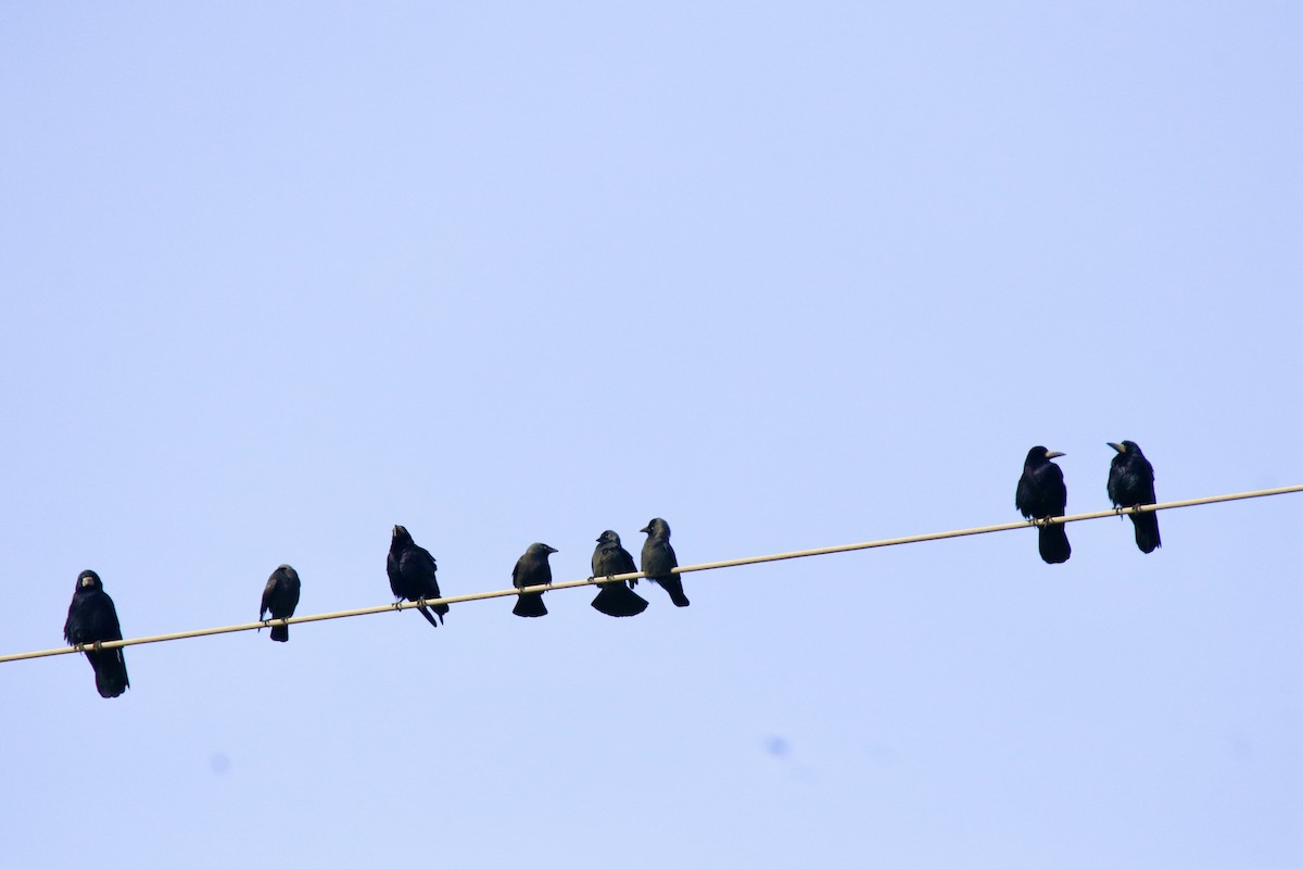 Ekin Kargası - ML645112039