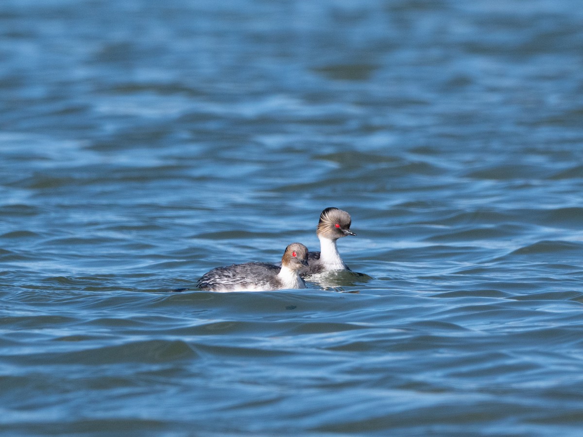 Silvery Grebe - ML645112059