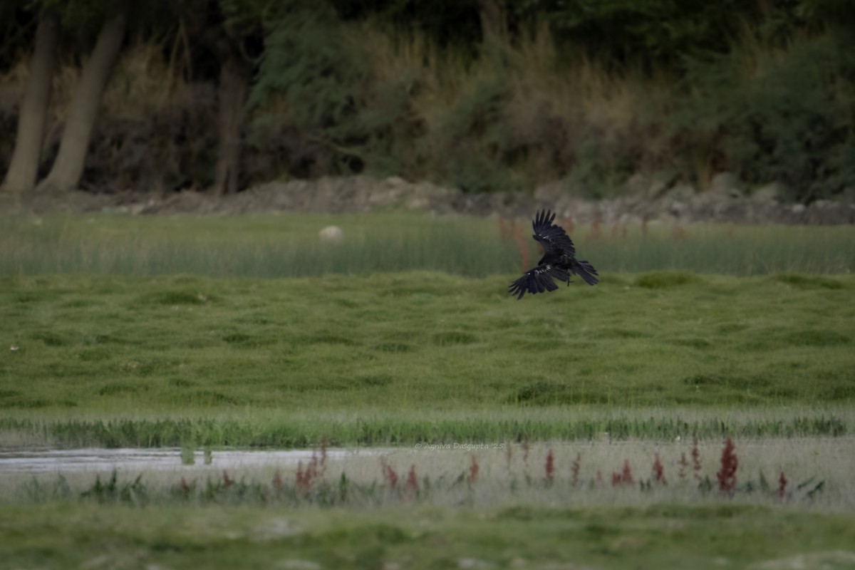 Carrion Crow - ML645112075