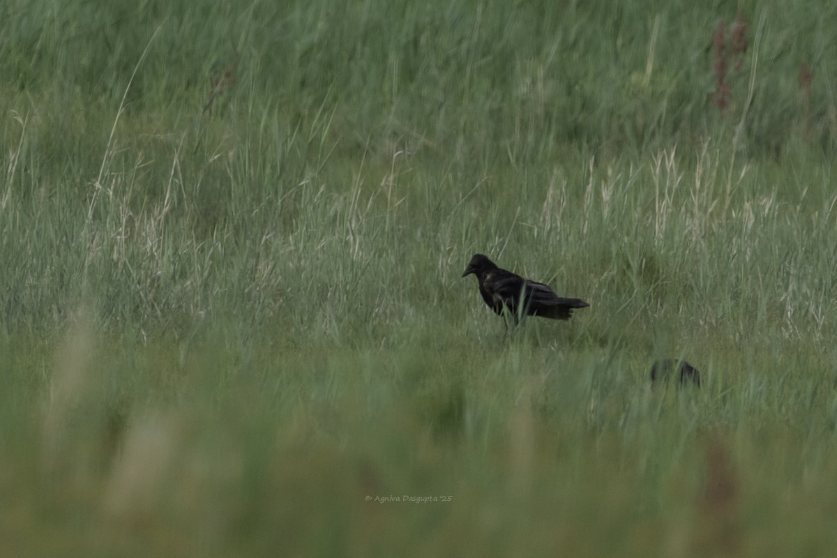 Carrion Crow - ML645112076