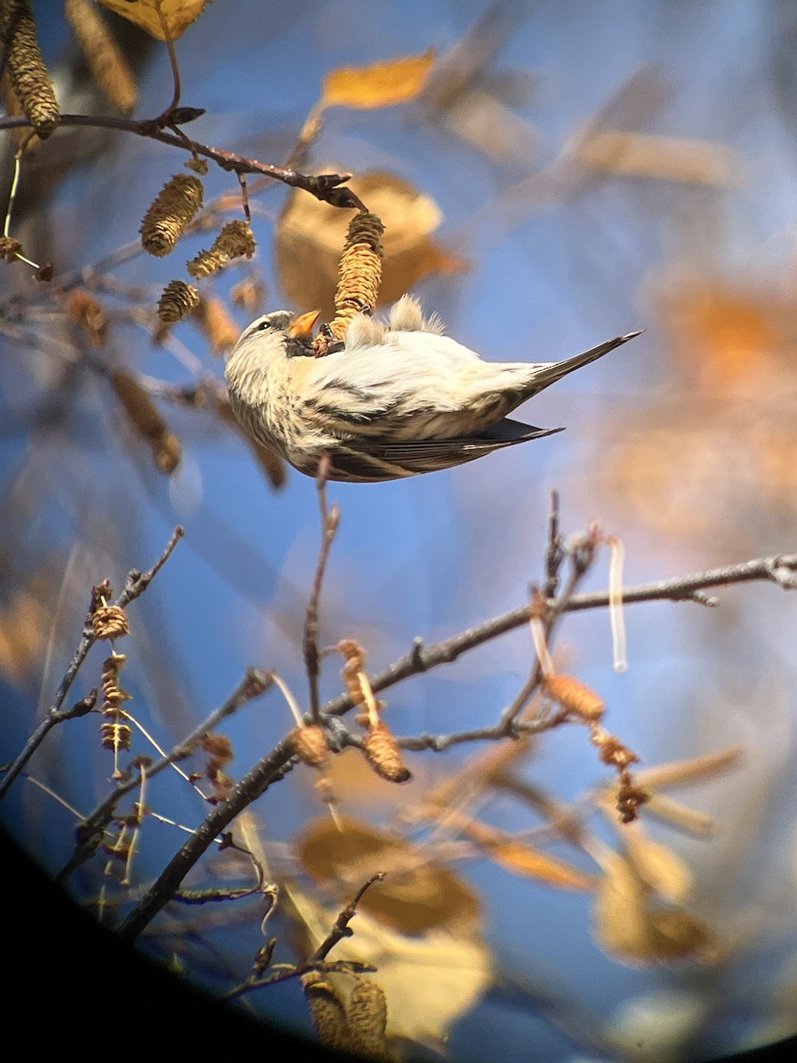 čečetka zimní - ML645112083