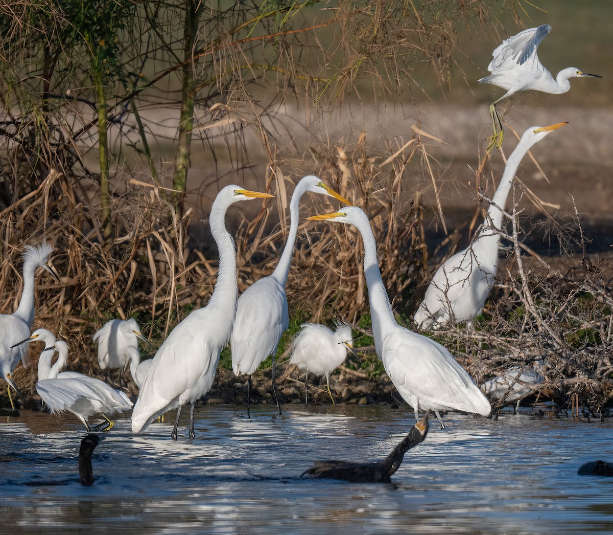 Great Egret (American) - ML645112084