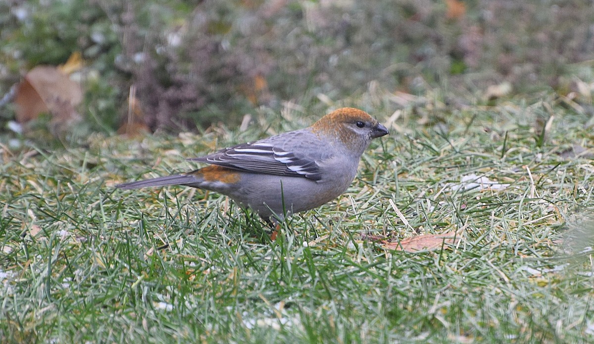 Pine Grosbeak - ML645112090