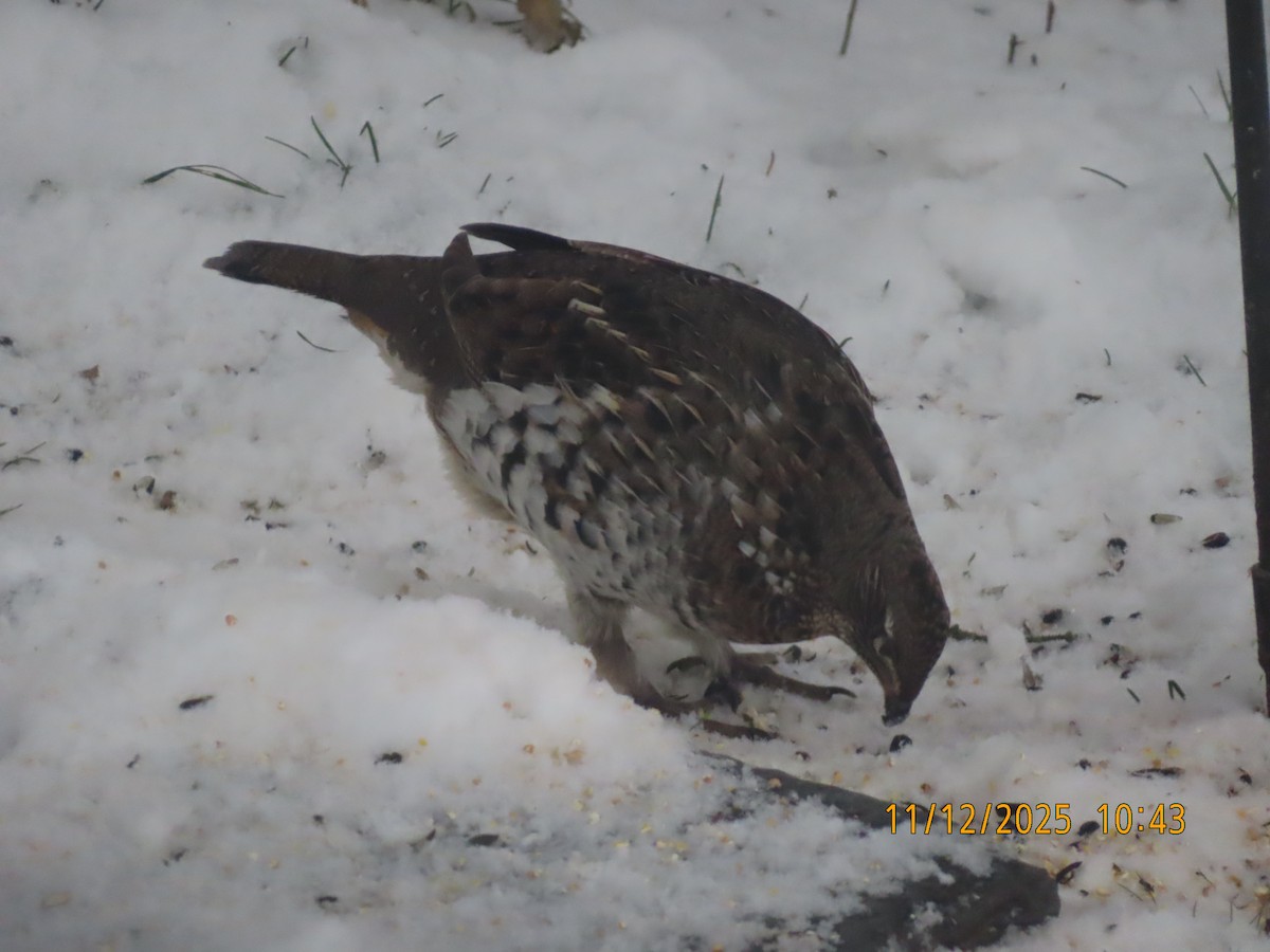 jeřábek kanadský - ML645112095