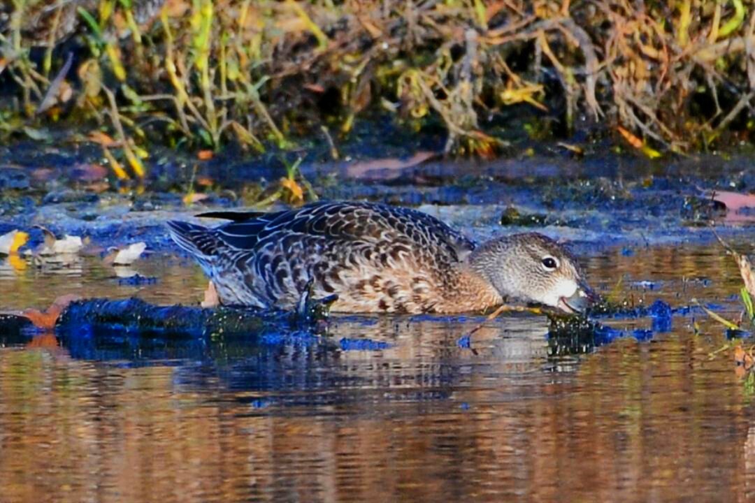 Blue-winged Teal - ML645112100