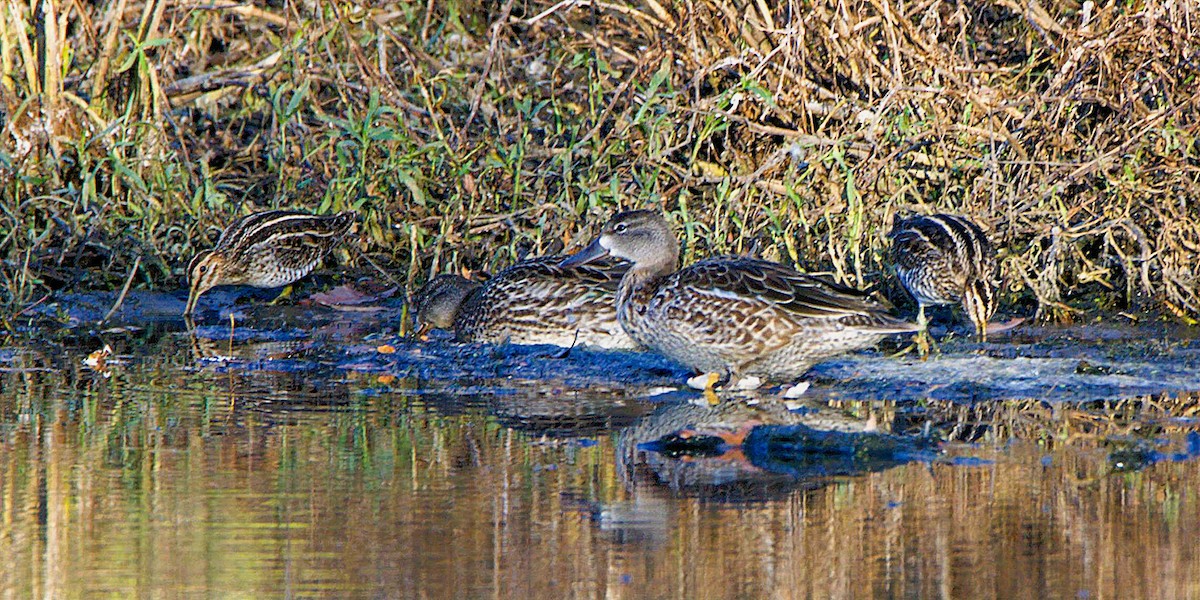 Blue-winged Teal - ML645112101