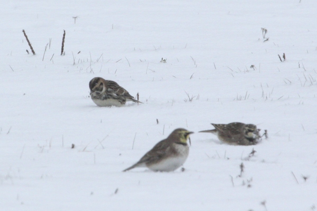 Zigolo della Lapponia - ML645112111