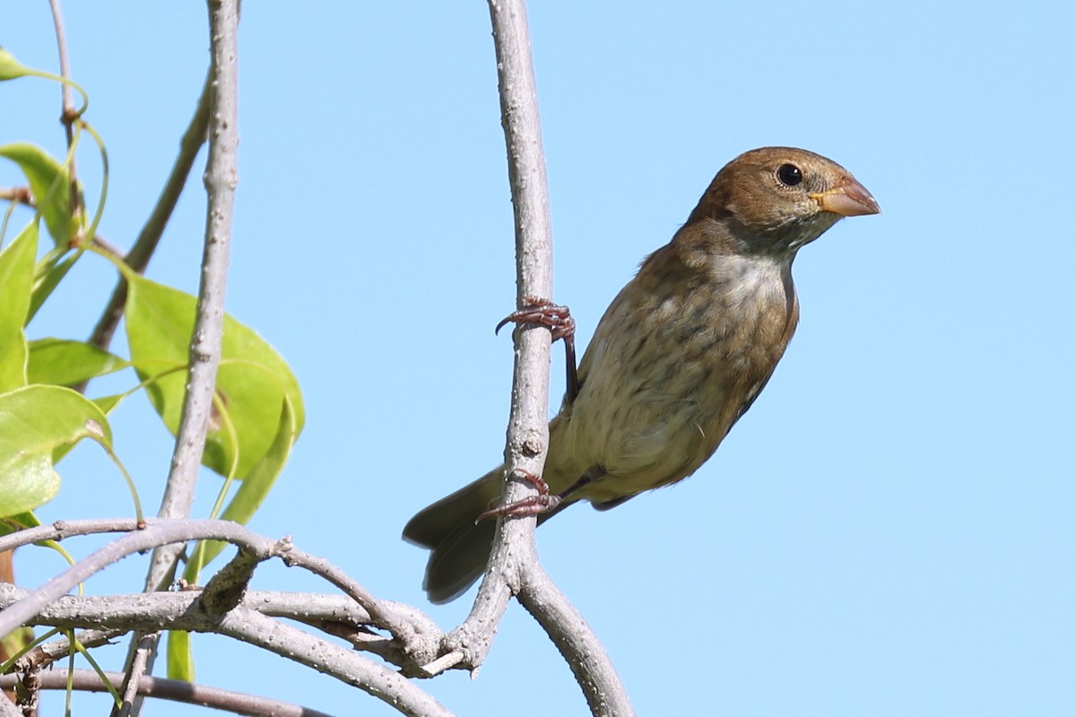 Passerin indigo - ML645112118