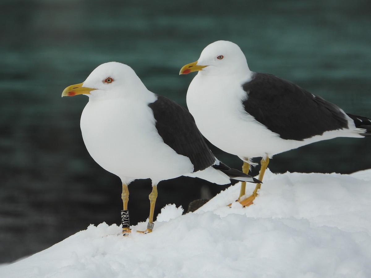 ニシセグロカモメ - ML645112122