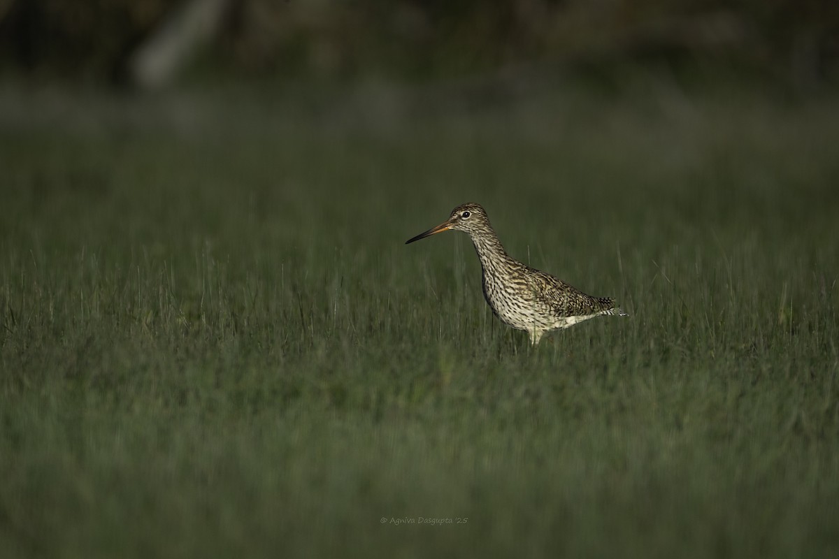 Common Redshank - ML645112126