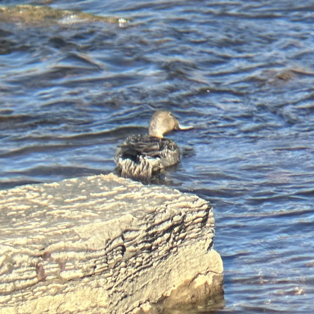 Northern Pintail - ML645112138