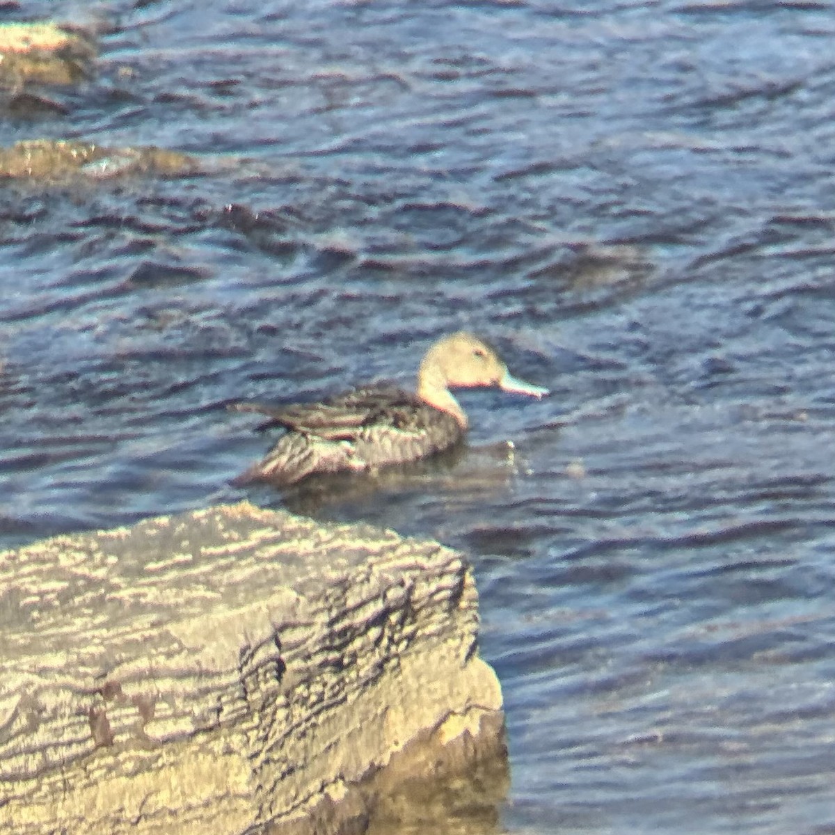 Northern Pintail - ML645112139