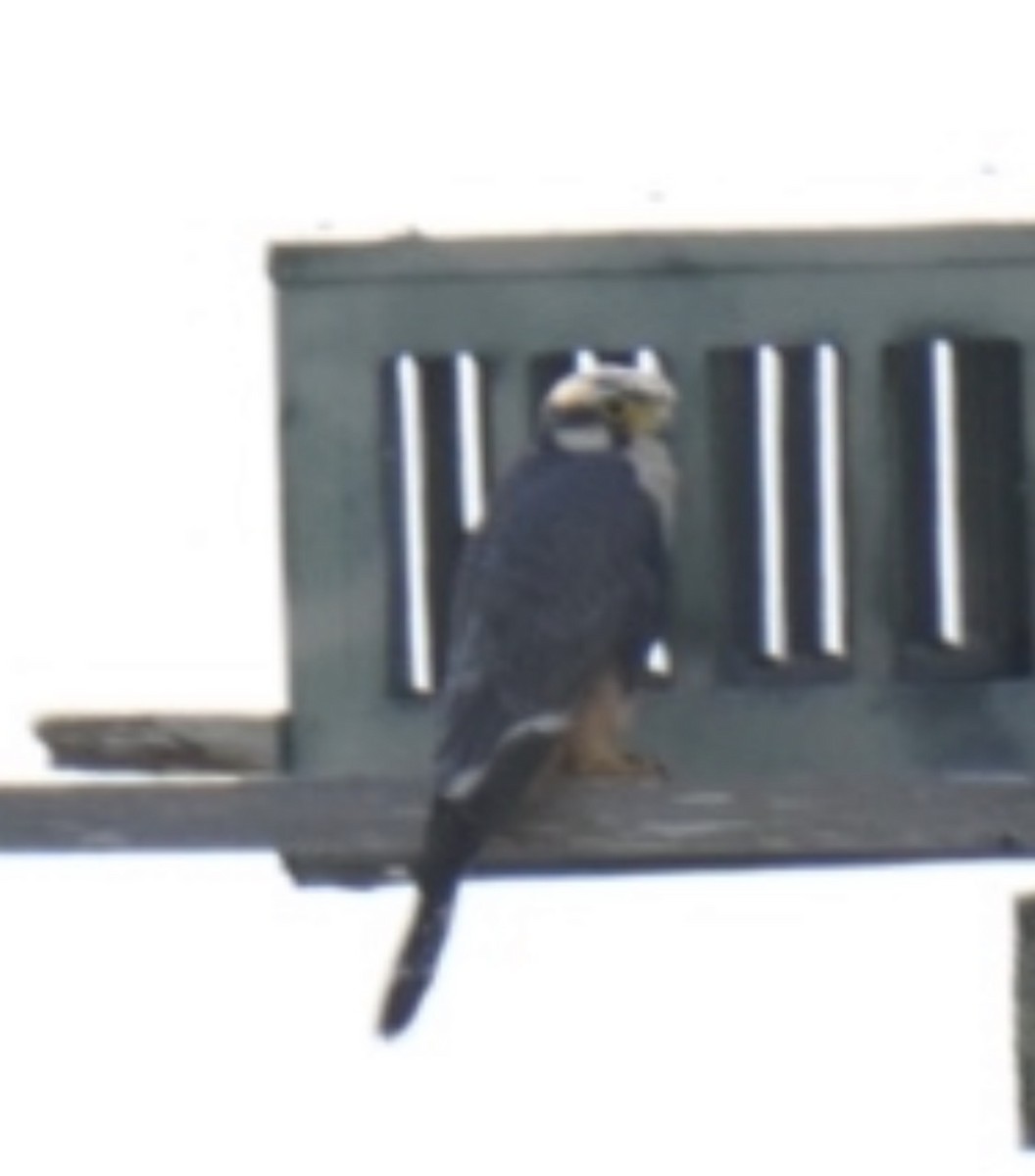 Aplomado Falcon - ML645112156