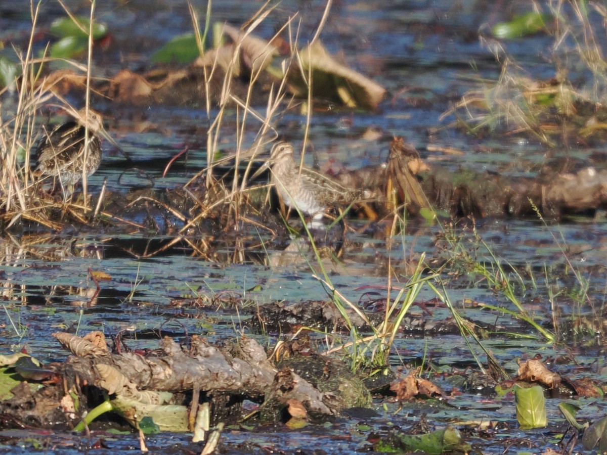 Wilson's Snipe - ML645112162