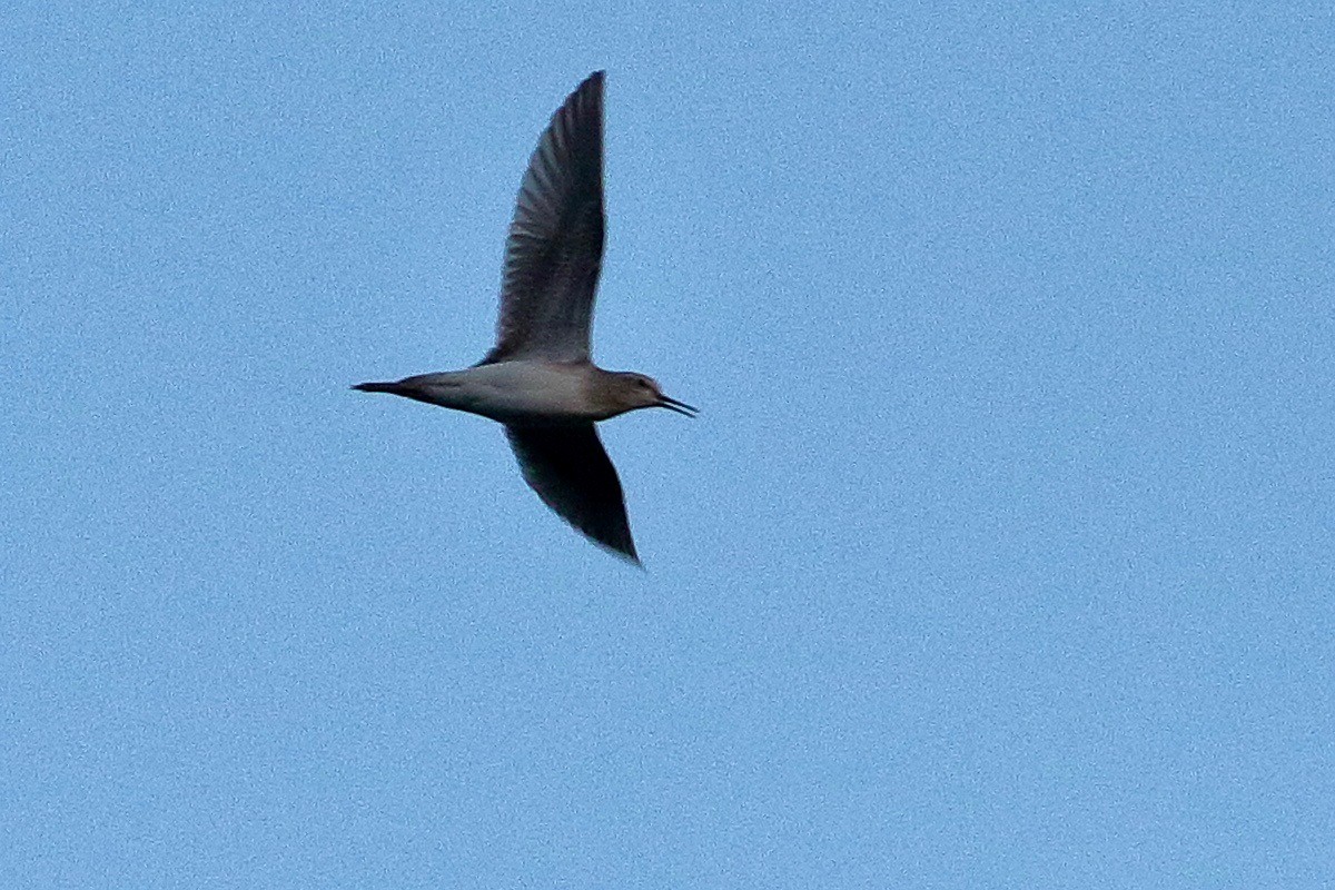 タカブシギ - ML645112165