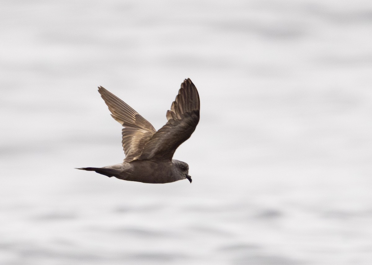Ashy Storm-Petrel - ML645112169