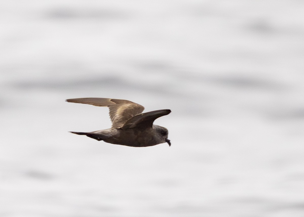 Ashy Storm-Petrel - ML645112170