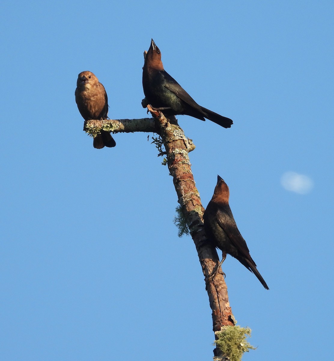 brunhodetrupial - ML645112207