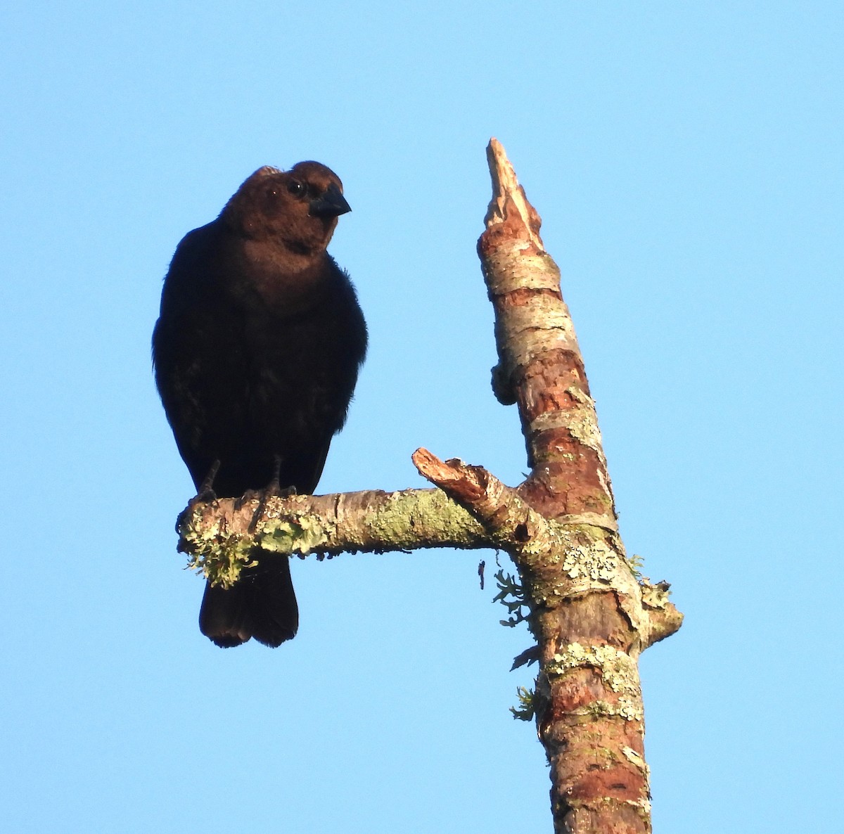 brunhodetrupial - ML645112208