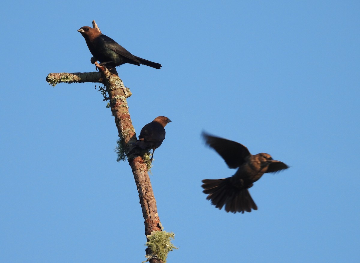 brunhodetrupial - ML645112209