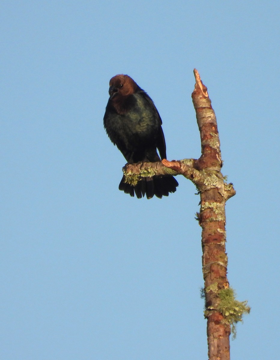 brunhodetrupial - ML645112210